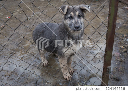 Sad puppy in an outdoor cage of an animal shelter 124166336