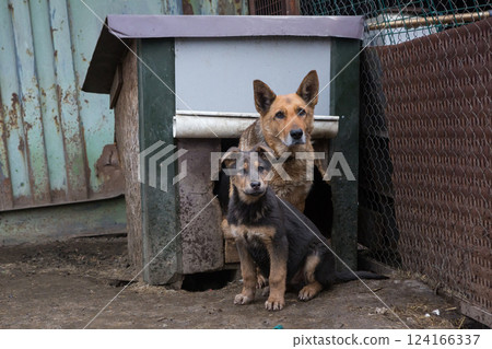 Sad little puppy and his mother in shelter. 124166337