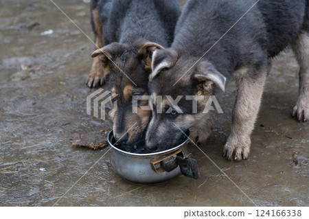 Two hungry  puppies eat from the same bowl 124166338