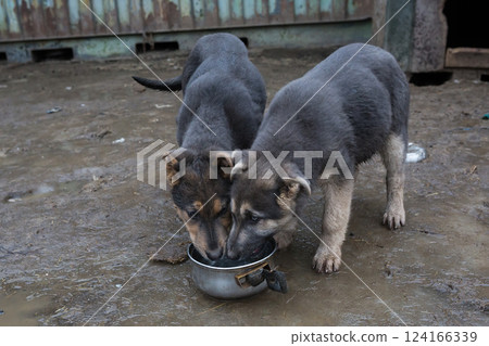 Two hungry  puppies eat from the same bowl 124166339