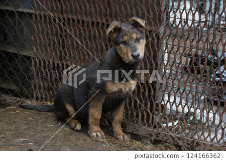 Sad puppy in animal shelter Sad puppy in animal shelter 124166362