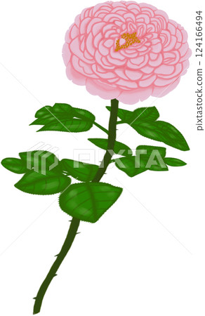 Beautiful blossom of sweet St.Ethelburga Rose With green leaves Beautiful blossom of sweet St.Ethelburga Rose With green leaves 124166494