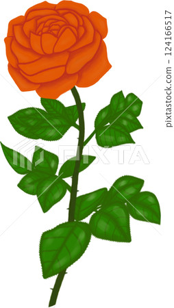 Beautiful blossom of orange rose with green leaves Beautiful blossom of orange rose with green leaves 124166517