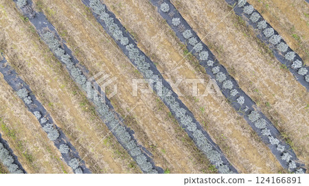 Lavender growing in rows on farm with plastic mulch drone shot 124166891