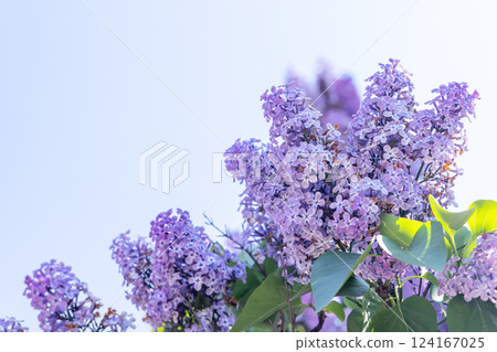 A beautiful cluster of blooming lilac flowers 124167025
