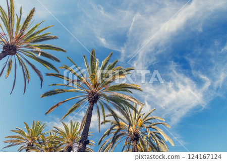 Tall, vibrant palm trees reaching towards a clear blue sunny sky Tall, vibrant palm trees reaching towards a clear blue sunny sky 124167124