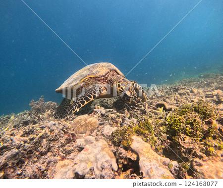 Sea turtle in turquoise blue water of Gili islands, Indonesia. Underwater photo. Sea turtle in turquoise blue water of Gili islands, Indonesia. Underwater photo. 124168077