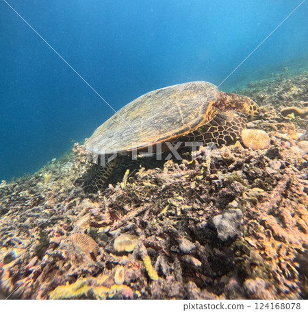Sea turtle in turquoise blue water of Gili islands, Indonesia. Underwater photo. Sea turtle in turquoise blue water of Gili islands, Indonesia. Underwater photo. 124168078