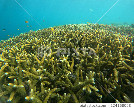 Coral fields off Gili Meno Island in Indonesia 124168098