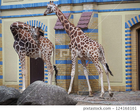 Beautiful Giraffe in Berlin's Zoo 124168101