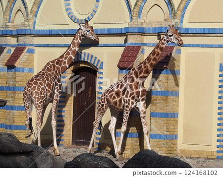 Beautiful Giraffe in Berlin's Zoo 124168102