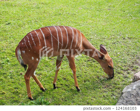Little deer at Berlin Zoo 124168103