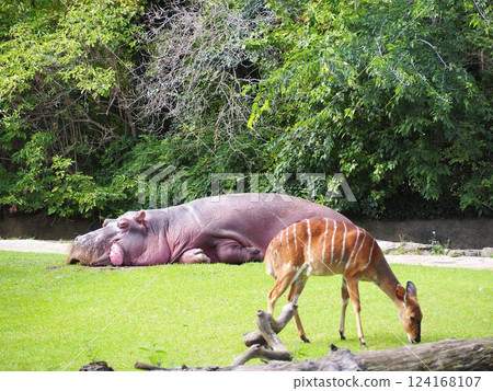 It hippopotamus in zoological garden on daytime. The hippopotamus is swimming in colorful water. This is close up view of the hippopotamus in Berlin Zoo on sunny day. 124168107