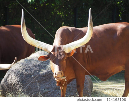 Berlin, Germany - bulls of watusi in Berlin zoo 124168108