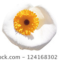 Calendula flower isolated on white background. Calendula officinalis 124168302