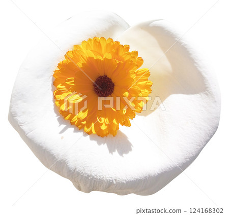 Calendula flower isolated on white background. Calendula officinalis 124168302
