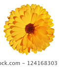 Calendula flower isolated on white background with clipping path.  Close-up.  Nature. 124168303