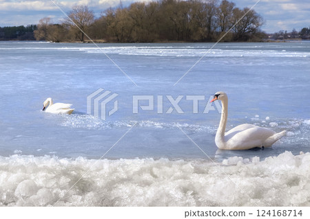 Mute swans on ice. White swans on a frozen, ice-covered lake. Mute swans on ice. White swans on a frozen, ice-covered lake. 124168714