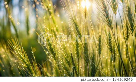 Close-up of sunlight shining through golden grass blades in a natural setting 124169246
