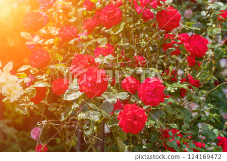 Roses Blooms Garden: Red roses blossom in garden during sunny day for beauty and floral display. 124169472