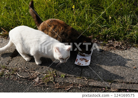 Cat eating food 124169575