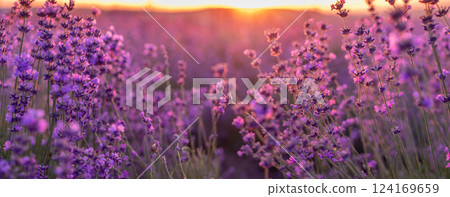 Blooming lavender in a field in Provence. Fantastic summer mood, floral sunset landscape of meadow lavender flowers. Peaceful bright and relaxing nature scenery. 124169659