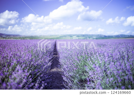 Lavender Blooms, a picturesque field of blooming lavender under a partly cloudy sky. Captured during the day, highlighting natural beauty and agricultural potential Lavender Blooms, a picturesque field of blooming lavender under a partly cloudy sky. Captured during the day, highlighting natural beauty and agricultural potential 124169660
