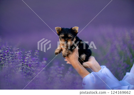 A small black and brown puppy is being held by a person in a field of purple flowers. Scene is peaceful and serene, as the puppy is surrounded by the beauty of nature. 124169662