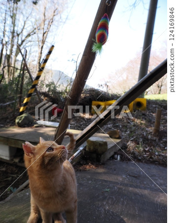 Mother cat and kitten Mother cat and kitten 124169846