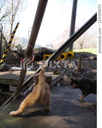 Mother cat and kitten Mother cat and kitten 124169855
