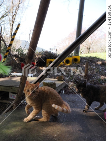 Mother cat and kitten Mother cat and kitten 124169856