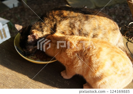 Mother cat and kitten 124169885