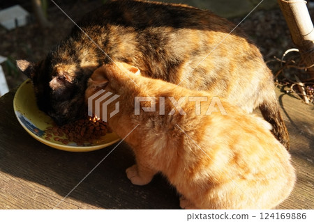 Mother cat and kitten 124169886