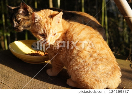 Mother cat and kitten 124169887