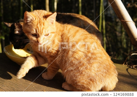 Mother cat and kitten 124169888
