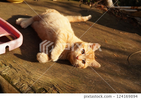 Mother cat and kitten 124169894