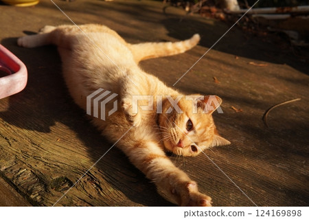 Mother cat and kitten Mother cat and kitten 124169898