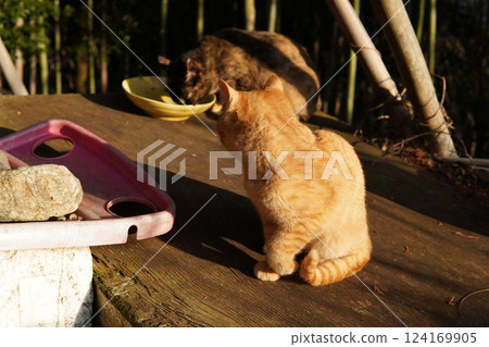 Mother cat and kitten 124169905