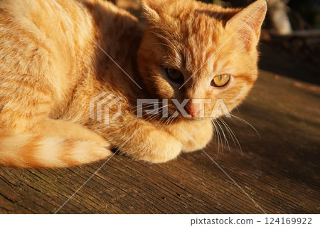 貓媽媽和小貓 124169922