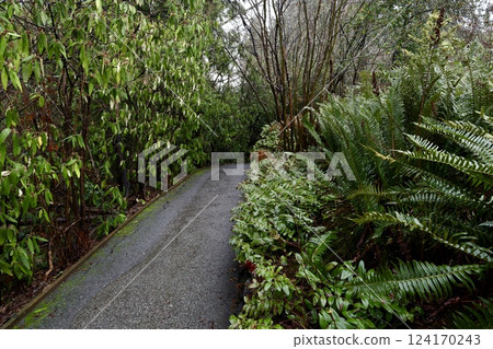 path in the park between green plants path in the park between green plants 124170243