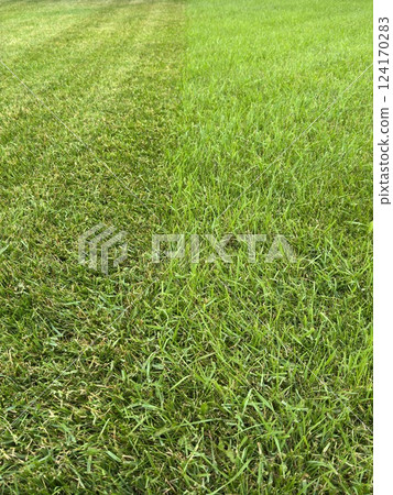 unevenly mown fresh grass on the lawn, concept of two sides and contrast unevenly mown fresh grass on the lawn, concept of two sides and contrast 124170283