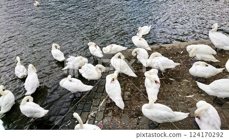 white swans on the shore of a pond white swans on the shore of a pond 124170292