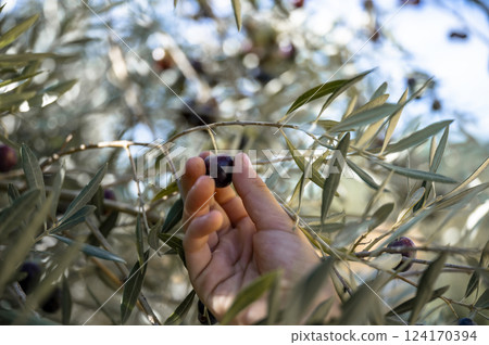 Hand of a child holding ripe black olive growing on a tree 124170394