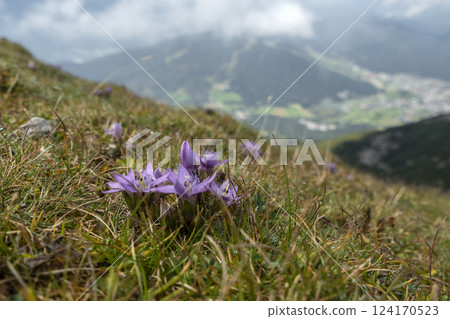 Flowers at Karwendel Hohenweg, Austria Flowers at Karwendel Hohenweg, Austria 124170523
