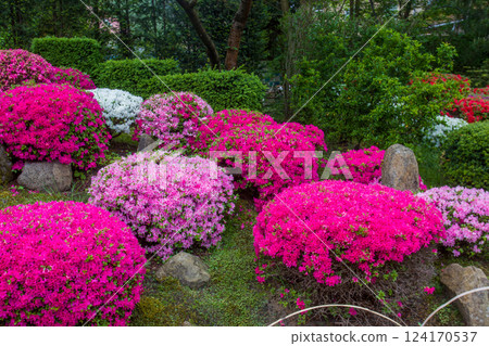 Balls of blossoming rhododendron bushes in Japanese garden 124170537