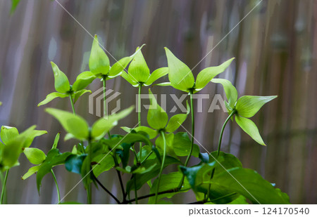 Clematis tibetana on grey BACKGROUND Clematis tibetana on grey BACKGROUND 124170540