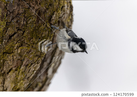 Red Tit Perched on a Branch 124170599