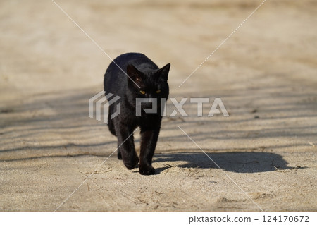 A black cat approaching from the front 124170672
