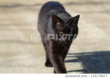 A black cat approaching from the front A black cat approaching from the front 124170677