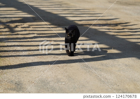 A black cat approaching from the front A black cat approaching from the front 124170678